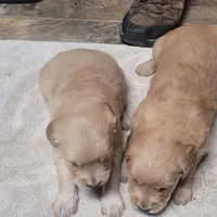 Buddy, a  Golden Retriever for sale in Knoxville, AR – Photo 5 of 5