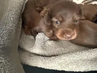 Vienna, a female Miniature Dachshund for sale in Elkhorn, NE – Photo 1 of 3