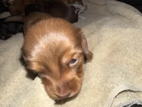 Vienna, a female Miniature Dachshund for sale in Elkhorn, NE – Photo 2 of 3