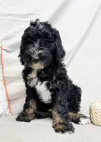Leo, a male Bernedoodle for sale in Mountain Home, AR – 3 of 3