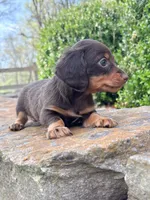 Tide , a male Miniature Dachshund for sale in Mountain Home, AR – 2 of 3