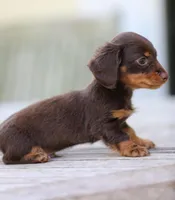 Tide , a male Miniature Dachshund for sale in Mountain Home, AR – 1 of 3