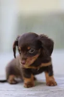 Tide , a male Miniature Dachshund for sale in Mountain Home, AR – 3 of 3