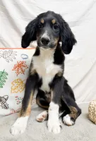 Lily, a female Bernedoodle for sale in Mountain Home, AR – 3 of 3
