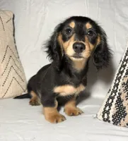 Benny, a male Miniature Dachshund for sale in Mountain Home, AR – 2 of 2
