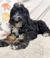 Leo, a male Bernedoodle for sale in Mountain Home, AR – 2 of 3