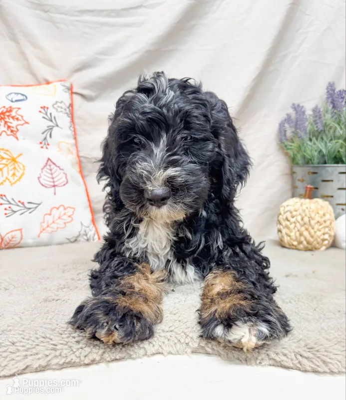 Leo, a male Bernedoodle for sale in Mountain Home, AR – 1 of 3