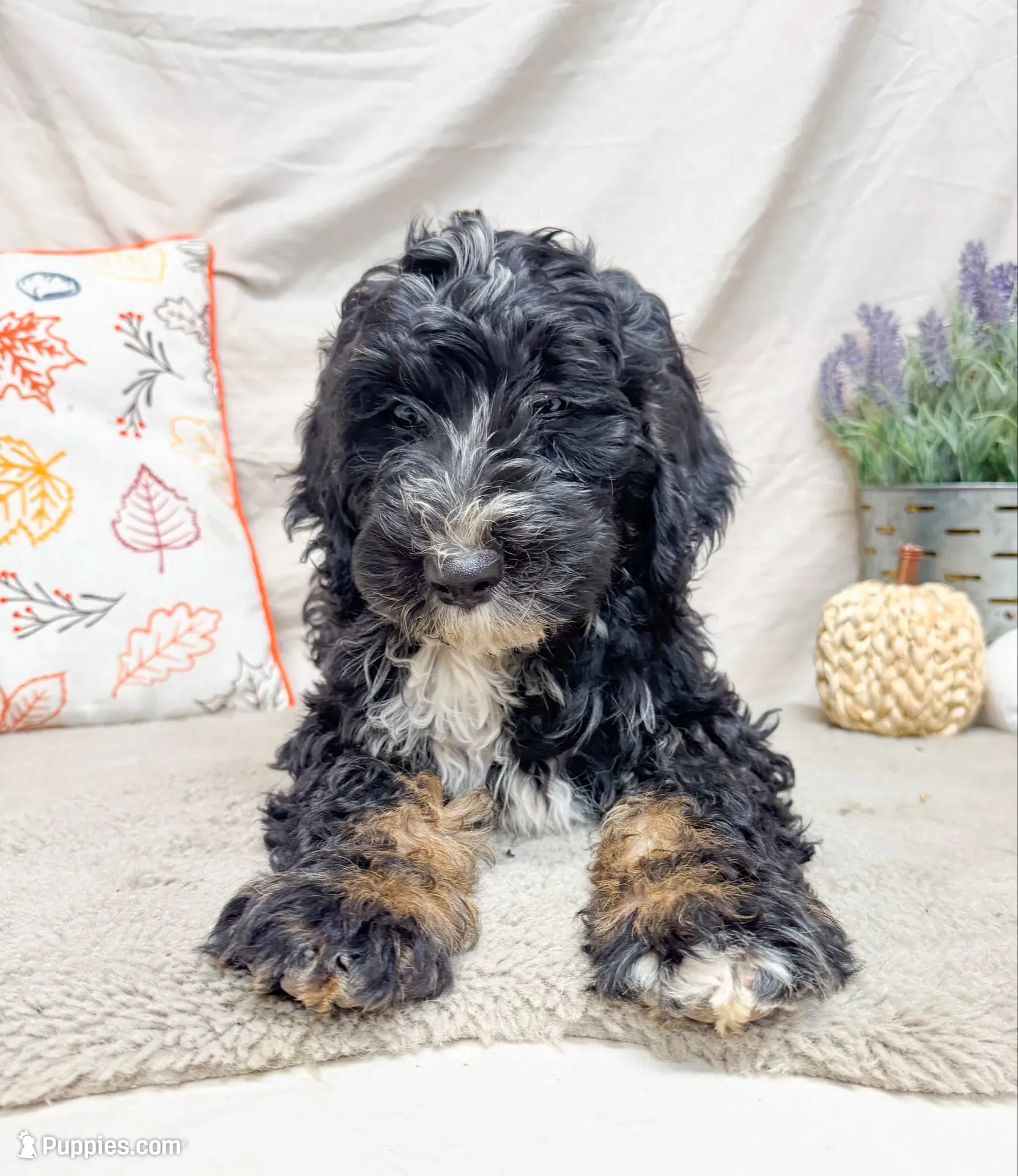 Leo, a male Bernedoodle for sale in Mountain Home, AR – 1 of 3