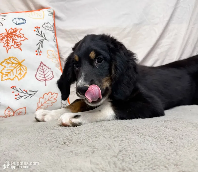 Lily, a female Bernedoodle for sale in Mountain Home, AR – 1 of 3