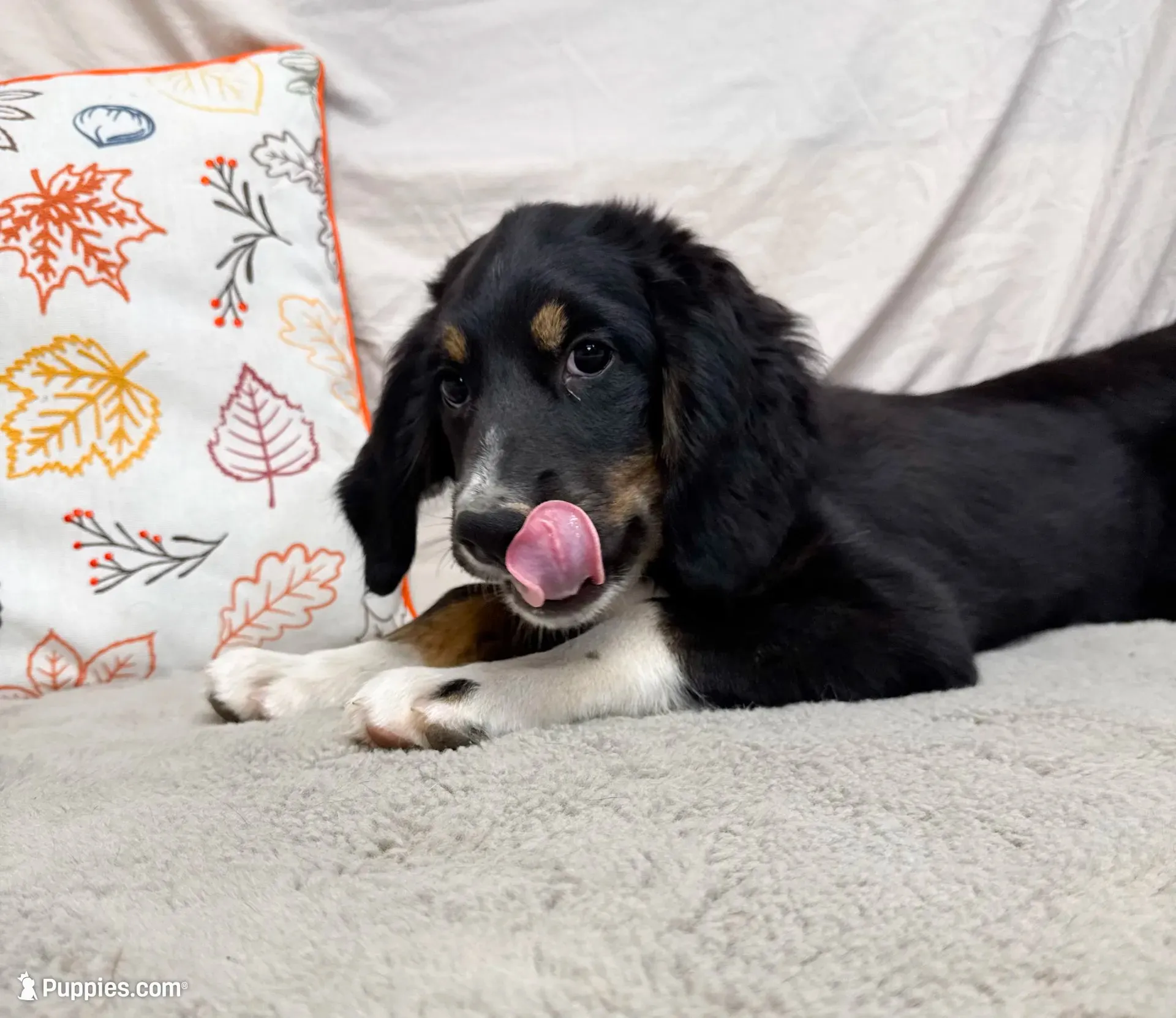 Lily, a female Bernedoodle for sale in Mountain Home, AR – 1 of 3