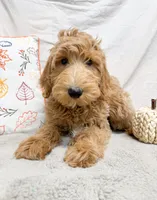 Bowser, a male Goldendoodle for sale in Mountain Home, AR – 2 of 3