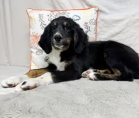 Lily, a female Bernedoodle for sale in Mountain Home, AR – 2 of 3