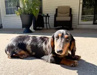 Barkley, a male Dachshund for sale in Mountain Home, AR – 2 of 3
