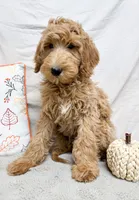 Bowser, a male Goldendoodle for sale in Mountain Home, AR – 3 of 3