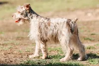 Parti Male, a male Miniature Schnauzer for sale in Mountain Home, AR – Photo 2 of 4