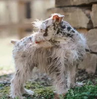 Parti Male, a male Miniature Schnauzer for sale in Mountain Home, AR – Photo 3 of 4