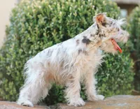 Parti Male, a male Miniature Schnauzer for sale in Mountain Home, AR – Photo 4 of 4