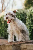 Parti Male, a male Miniature Schnauzer for sale in Mountain Home, AR – Photo 1 of 4