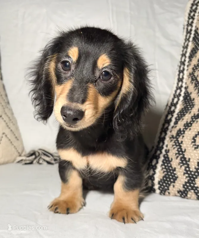 Benny – Miniature Dachshund puppy for sale in Mountain Home, AR