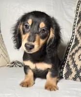 Benny, a male Miniature Dachshund for sale in Mountain Home, AR – 1 of 2