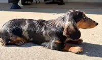 Barkley, a male Dachshund for sale in Mountain Home, AR – 3 of 3