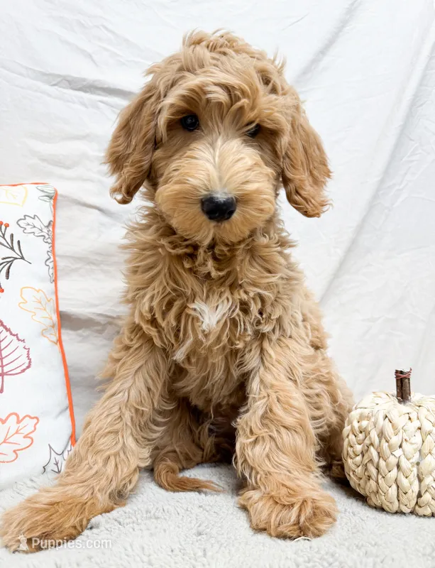 Bowser, a male Goldendoodle for sale in Mountain Home, AR – 1 of 3