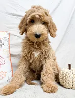 Bowser, a male Goldendoodle for sale in Mountain Home, AR – 1 of 3
