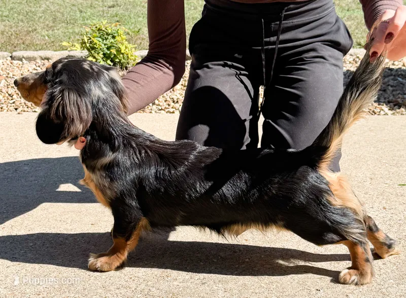 Barkley, a male Dachshund for sale in Mountain Home, AR – 1 of 3