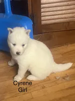Cyrene , a female Siberian Husky for sale in Antigo, WI – 2 of 2