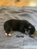 Vanta, a male Siberian Husky for sale in Antigo, WI – 2 of 2