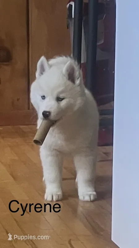 Cyrene  – Siberian Husky puppy for sale in Antigo, WI