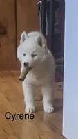 Cyrene , a female Siberian Husky for sale in Antigo, WI – 1 of 6