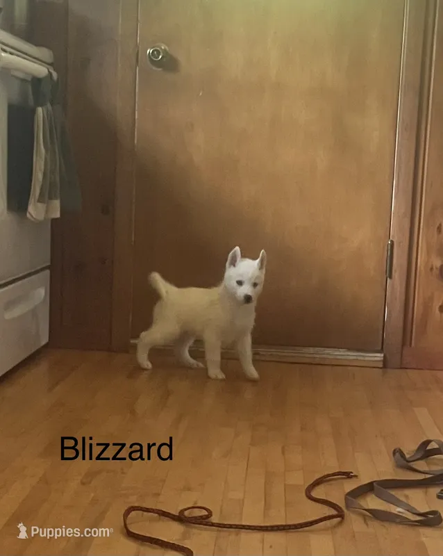 Blizzard  – Siberian Husky puppy for sale in Antigo, WI