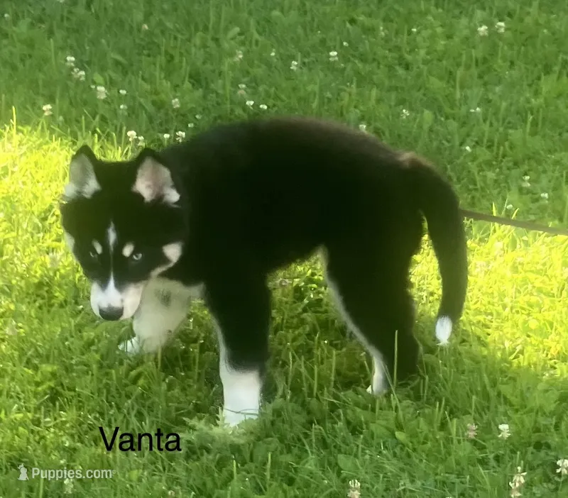 Vanta – Siberian Husky puppy for sale in Antigo, WI