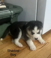 Shadow, a male Siberian Husky for sale in Antigo, WI – 2 of 2