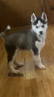 Arwen, a female Siberian Husky for sale in Antigo, WI – 6 of 6