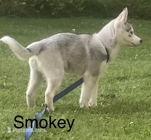 Smokey  – Siberian Husky puppy for sale in Antigo, WI