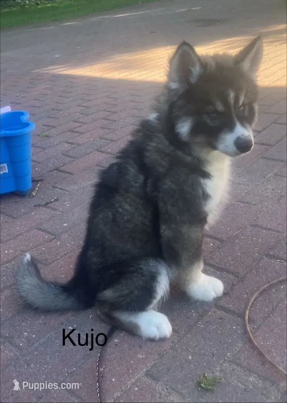 Kujo – Siberian Husky puppy for sale in Antigo, WI