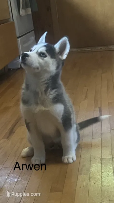 Arwen – Siberian Husky puppy for sale in Antigo, WI