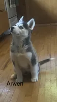 Arwen, a female Siberian Husky for sale in Antigo, WI – 1 of 6