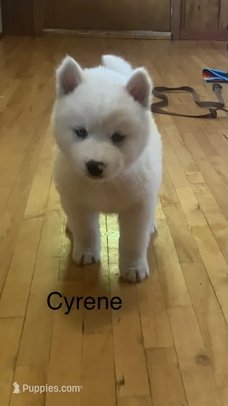 Cyrene  – Siberian Husky puppy for sale in Antigo, WI