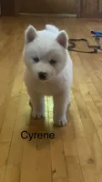 Cyrene , a female Siberian Husky for sale in Antigo, WI – 2 of 6