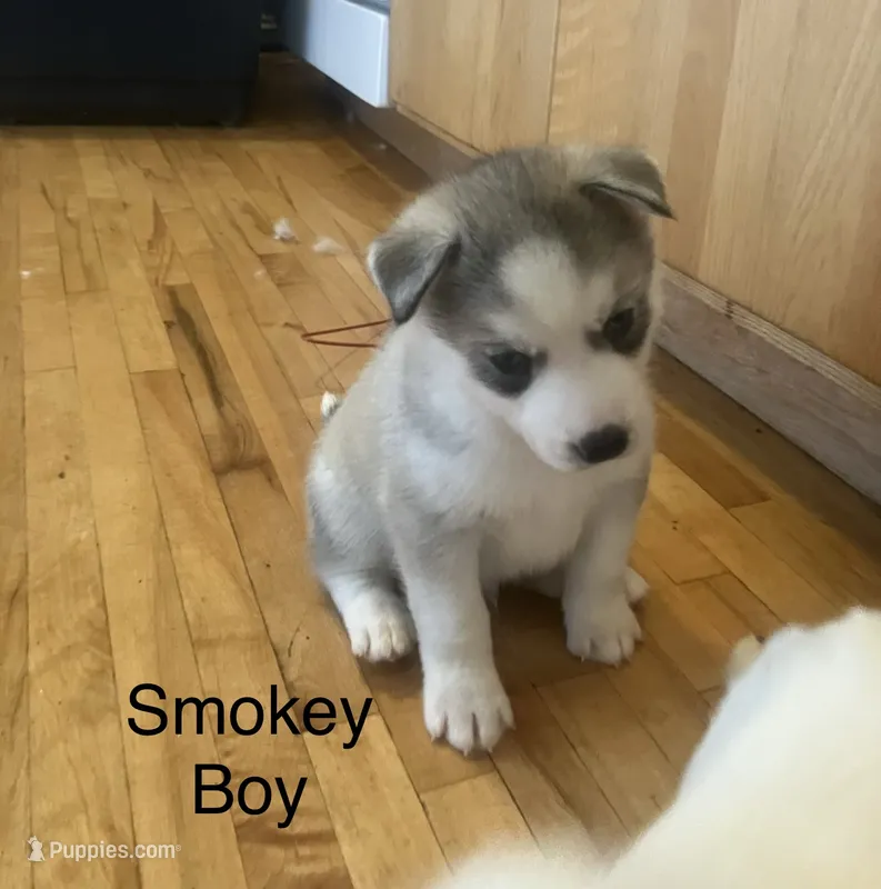 Smokey  – Siberian Husky puppy for sale in Antigo, WI