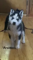 Arwen, a female Siberian Husky for sale in Antigo, WI – 5 of 6