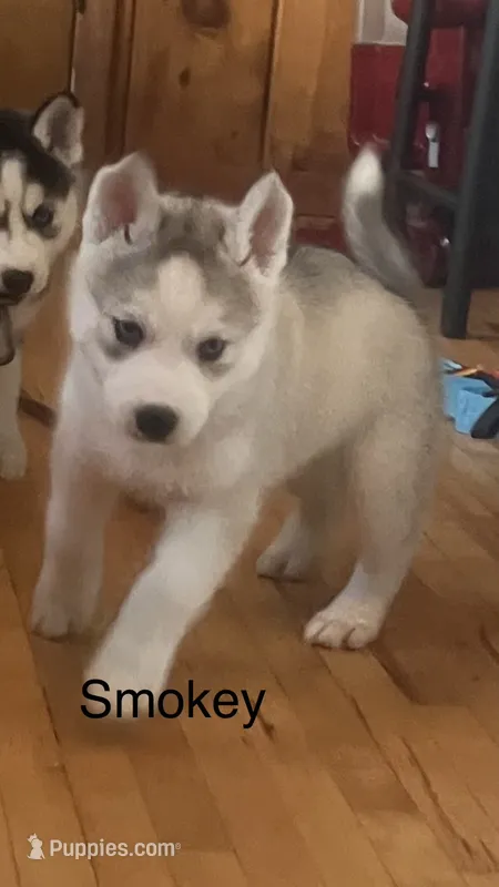Smokey  – Siberian Husky puppy for sale in Antigo, WI