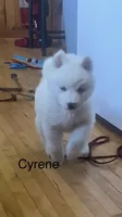 Cyrene , a female Siberian Husky for sale in Antigo, WI – 5 of 6