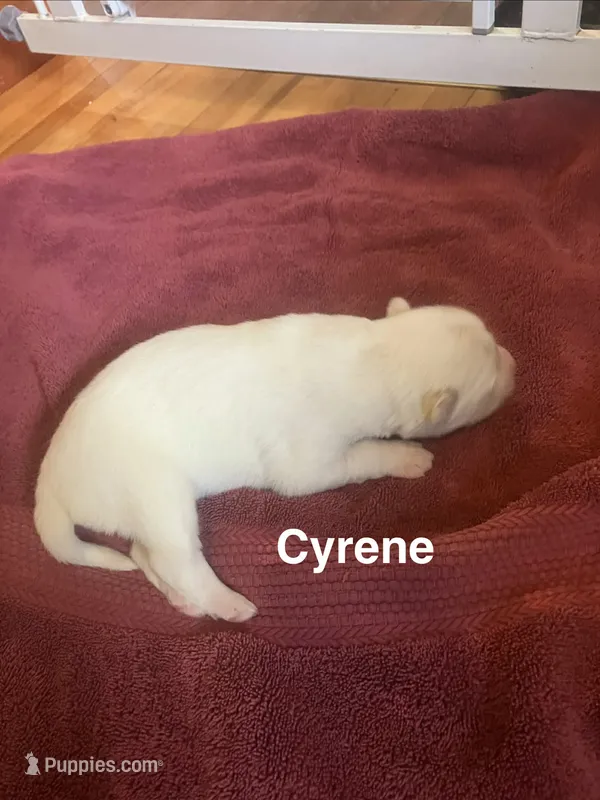 Cyrene  – Siberian Husky puppy for sale in Antigo, WI