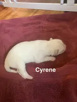Cyrene , a female Siberian Husky for sale in Antigo, WI – 1 of 2