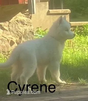 Cyrene  – Siberian Husky puppy for sale in Antigo, WI