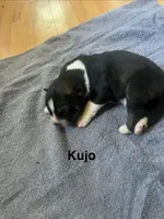 Kujo, a male Siberian Husky for sale in Antigo, WI – 2 of 2